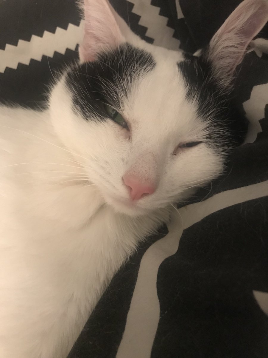 lostsouldan's tweet image. chat i'll be really honest... my cat got sick and might need surgery that i probably won't be able to afford... idk what to do ...
i don't think i'm able to open commissions bc i'm just not there mentally rn.  if you are able to, i'd be so thankful if you could help me save him.