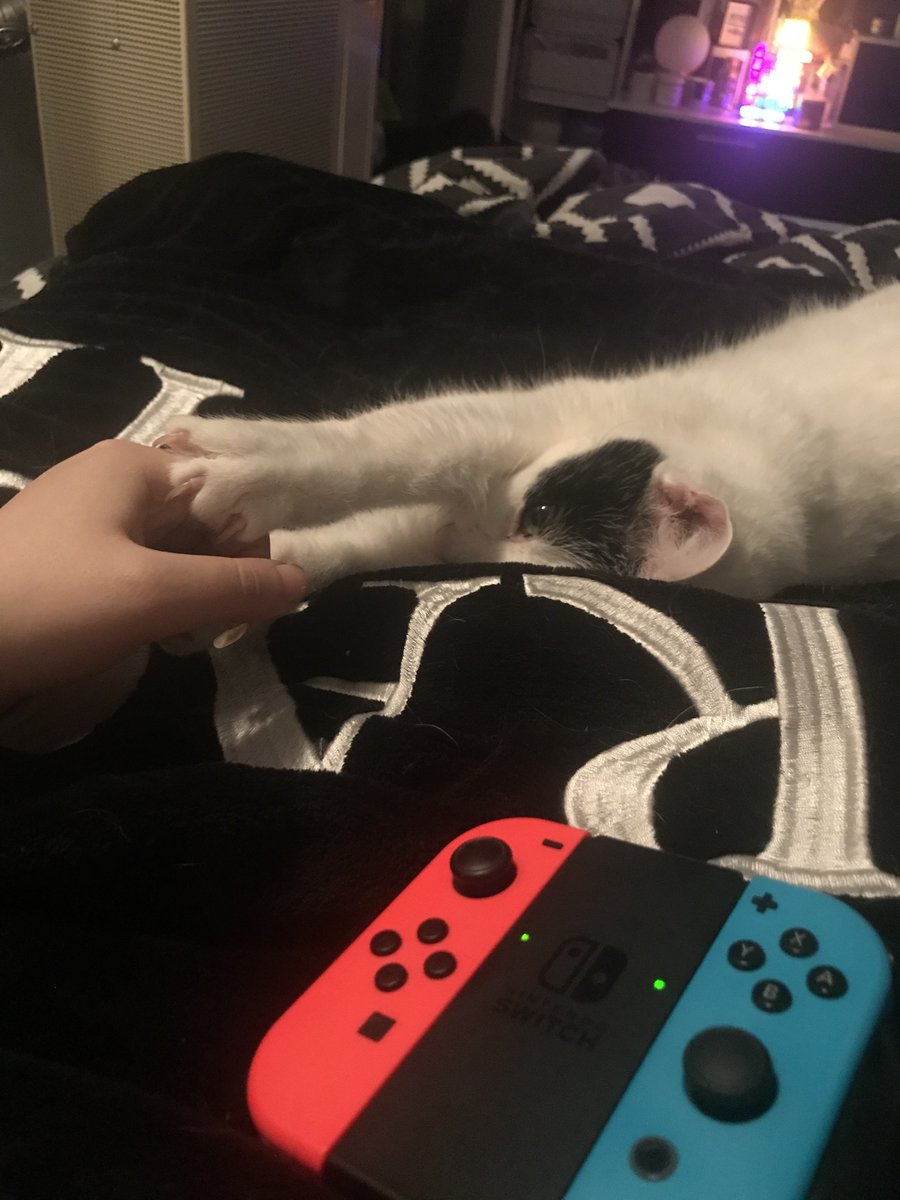 lostsouldan's tweet image. chat i'll be really honest... my cat got sick and might need surgery that i probably won't be able to afford... idk what to do ...
i don't think i'm able to open commissions bc i'm just not there mentally rn.  if you are able to, i'd be so thankful if you could help me save him.