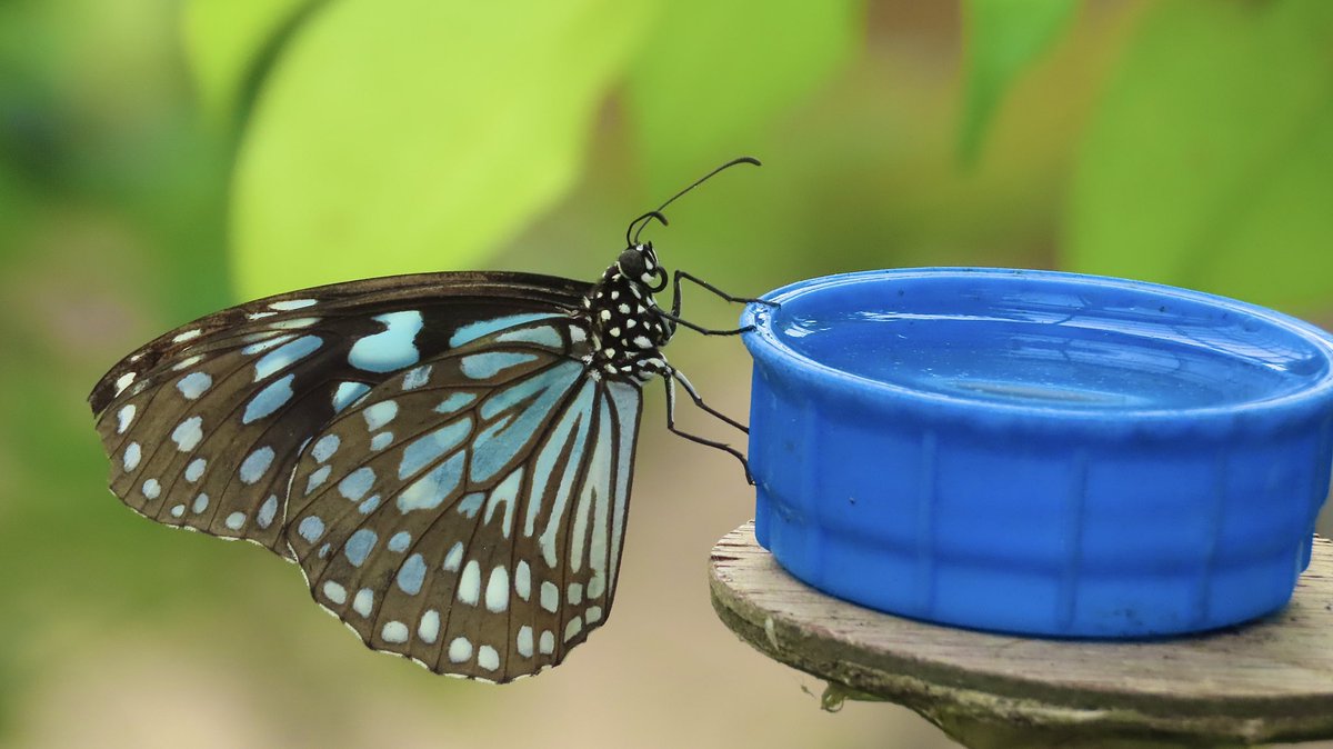 zimmer_donna's tweet photo. Highly recommend a visit to the London Butterfly Gardens @HallPlaceBexley plus make time for a coffee ☕️ and slice of cake 🍰 at the Riverside Cafe! 
Thank you for the treat @nixcat72 🦋😍

https://t.co/bYhqVCfUth https://t.co/jonh5thveh