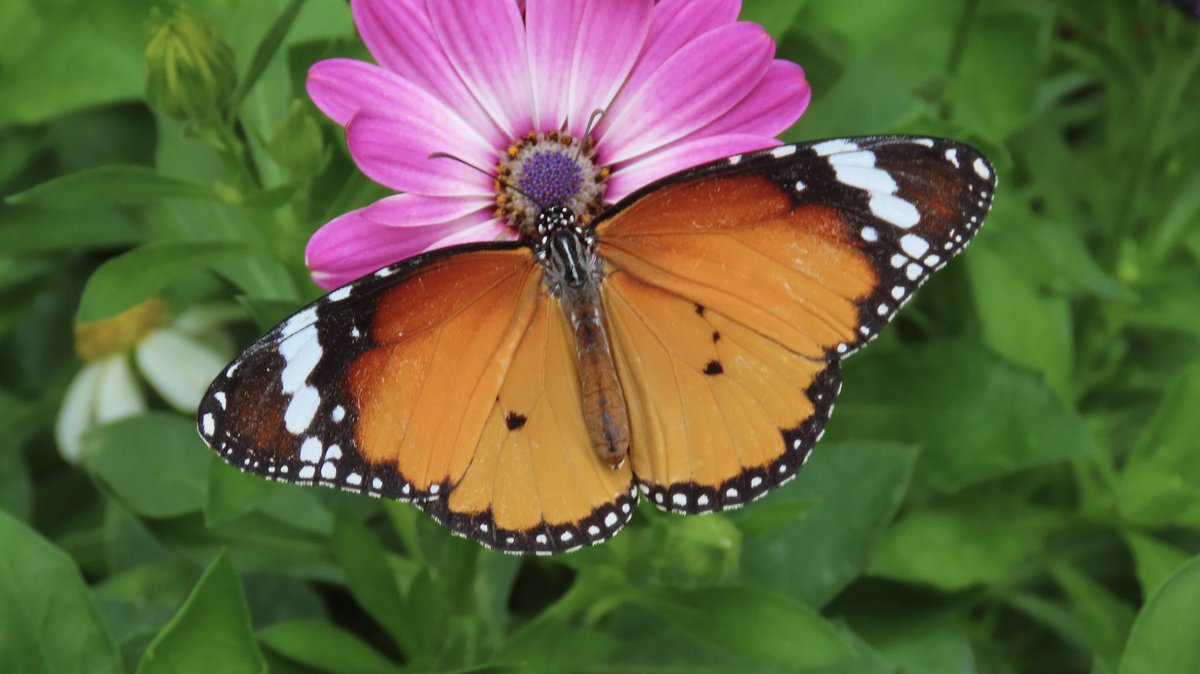 zimmer_donna's tweet photo. Highly recommend a visit to the London Butterfly Gardens @HallPlaceBexley plus make time for a coffee ☕️ and slice of cake 🍰 at the Riverside Cafe! 
Thank you for the treat @nixcat72 🦋😍

https://t.co/bYhqVCfUth https://t.co/jonh5thveh