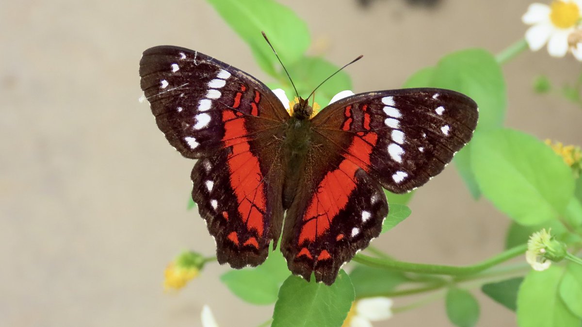zimmer_donna's tweet photo. Highly recommend a visit to the London Butterfly Gardens @HallPlaceBexley plus make time for a coffee ☕️ and slice of cake 🍰 at the Riverside Cafe! 
Thank you for the treat @nixcat72 🦋😍

https://t.co/bYhqVCfUth https://t.co/jonh5thveh
