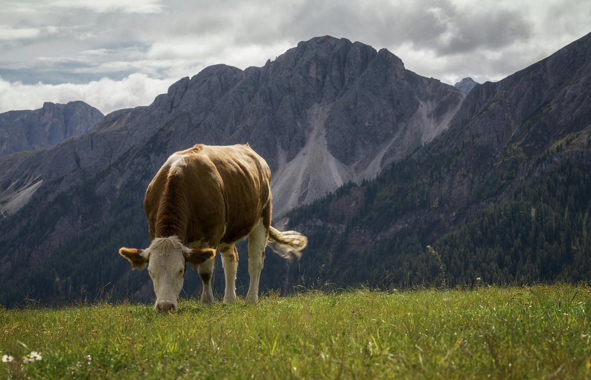 Quassar Capital has been present in the livestock futures market since 2014, and our specialists are constantly monitoring the indexes and prices of livestock futures in general, which is why our team is a reference for the effectiveness of our transactions in recent years.