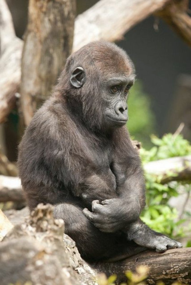 IBrainCc's tweet image. 