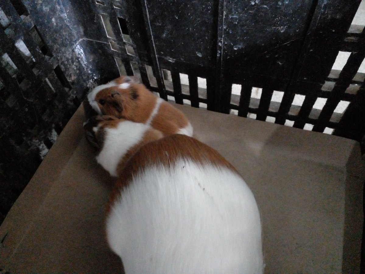 obsesionespos's tweet photo. chicos mi cobaya parió a la madrugada y le quedó un bb adentro, la lleve al vet y necesita cirugía urgente para salvarse y no me alcanza la plata😭 está sufriendo y no quiero dejarlos morir les dejo mi alias por si podrian ayudarme erika.flores.05 o si me ayudan con rt POR FAVOR https://t.co/9N7g33qbS0