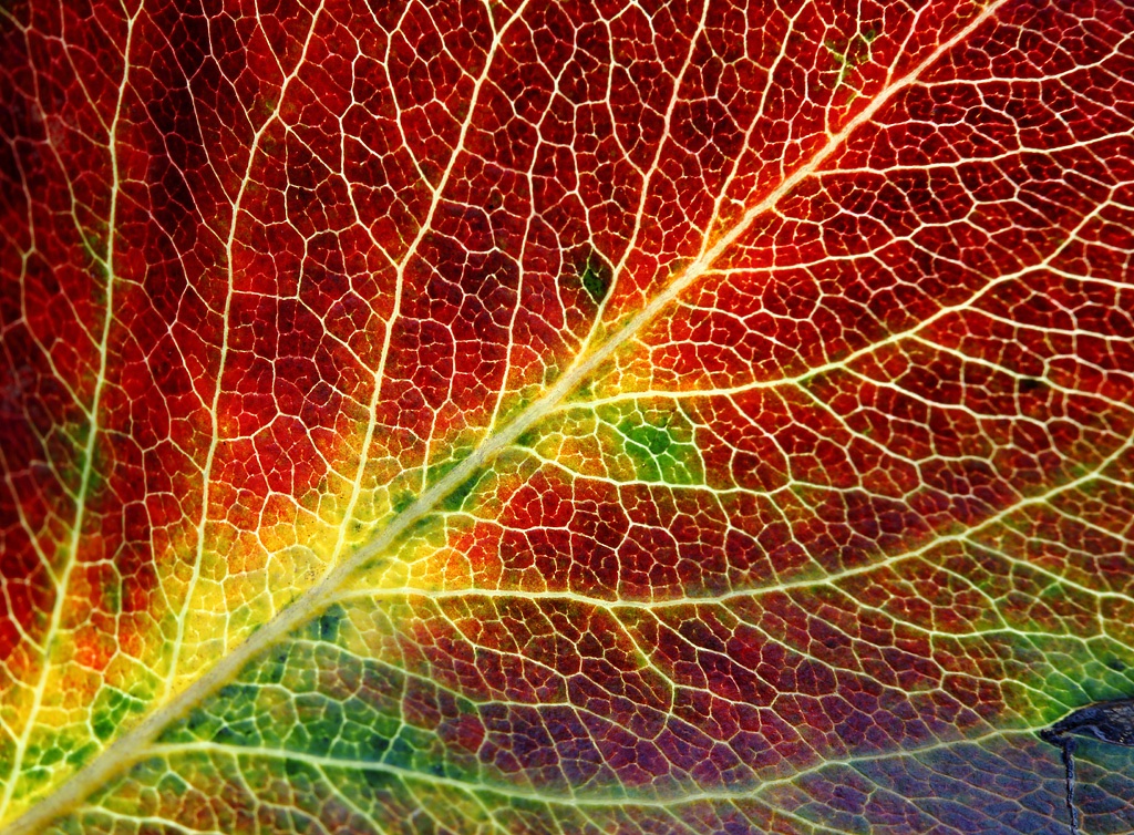 The Still Point tweet media