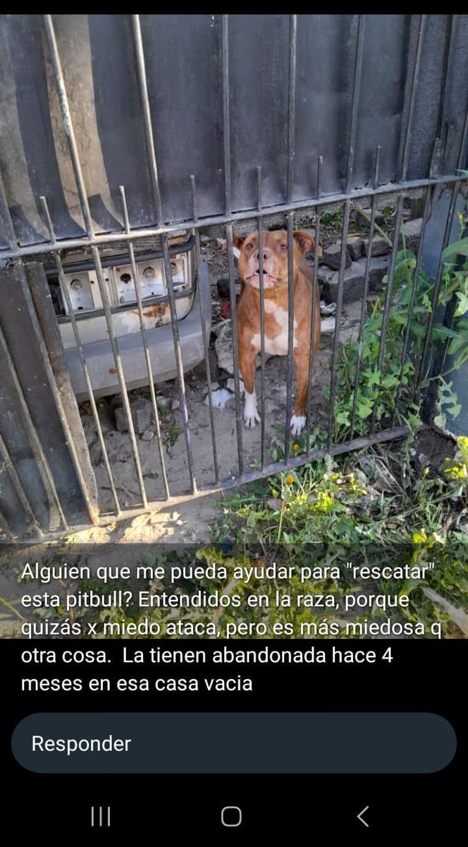 missfarenheitt's tweet photo. 🚨‼️🔔Gente linda, esto está pasando en Pacheco (partido de tigre) al lado de lo de mi amiga @Ludmosol 
Nos podrían dar una mano con la difusión o para saber que hacer? Es desesperante y nadie da bolilla !!
🫂😞🙏🏼
@itscroa @lagarzasosa_ https://t.co/ALM8rKKo8c