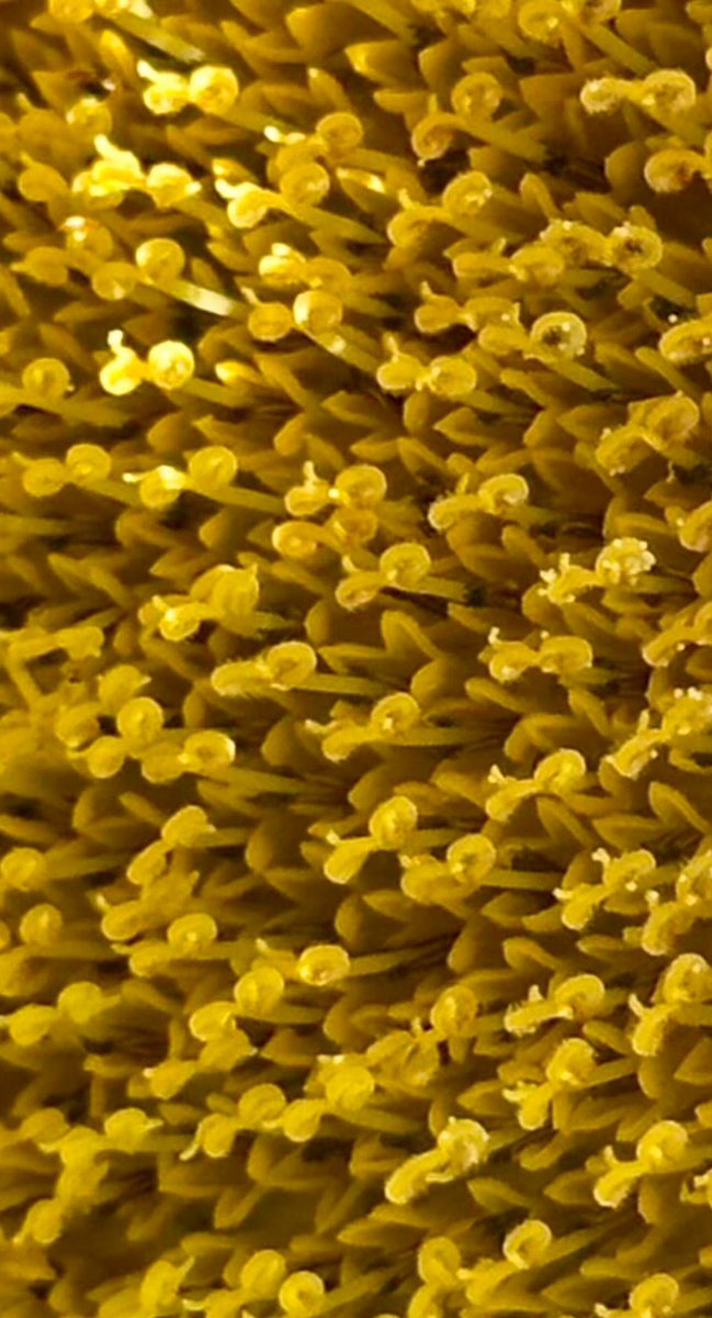 What’s your specific guess as to what this is without cheating? (no Google lens, etc..)