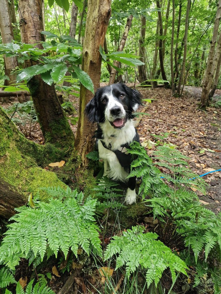 hazel fitzgerald tweet media