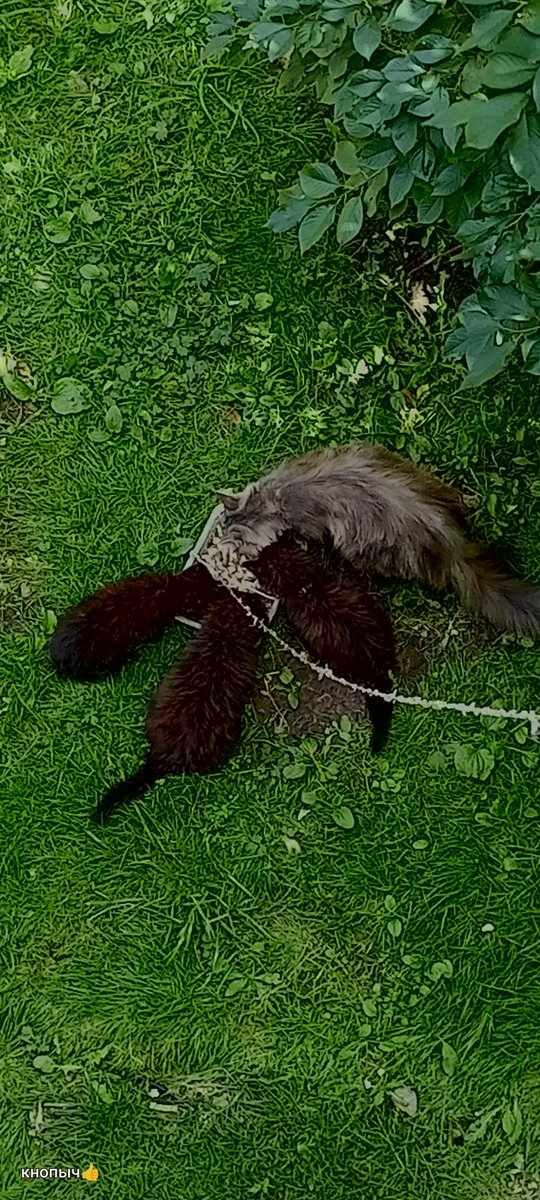 chestyakova's tweet photo. Кормлю малышей. https://t.co/USI9T5Wh6n