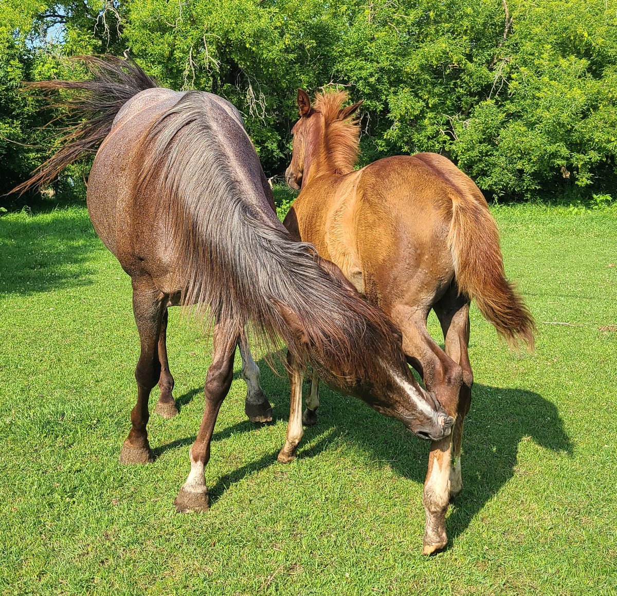 JBMEquiFarms's tweet photo. Atta girl #MommaG
Keeping miss #Ruby in line
Such a great mom.
Ruby is 3 months old !! https://t.co/pR7KXfA3O7