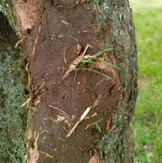 Divine tweet media