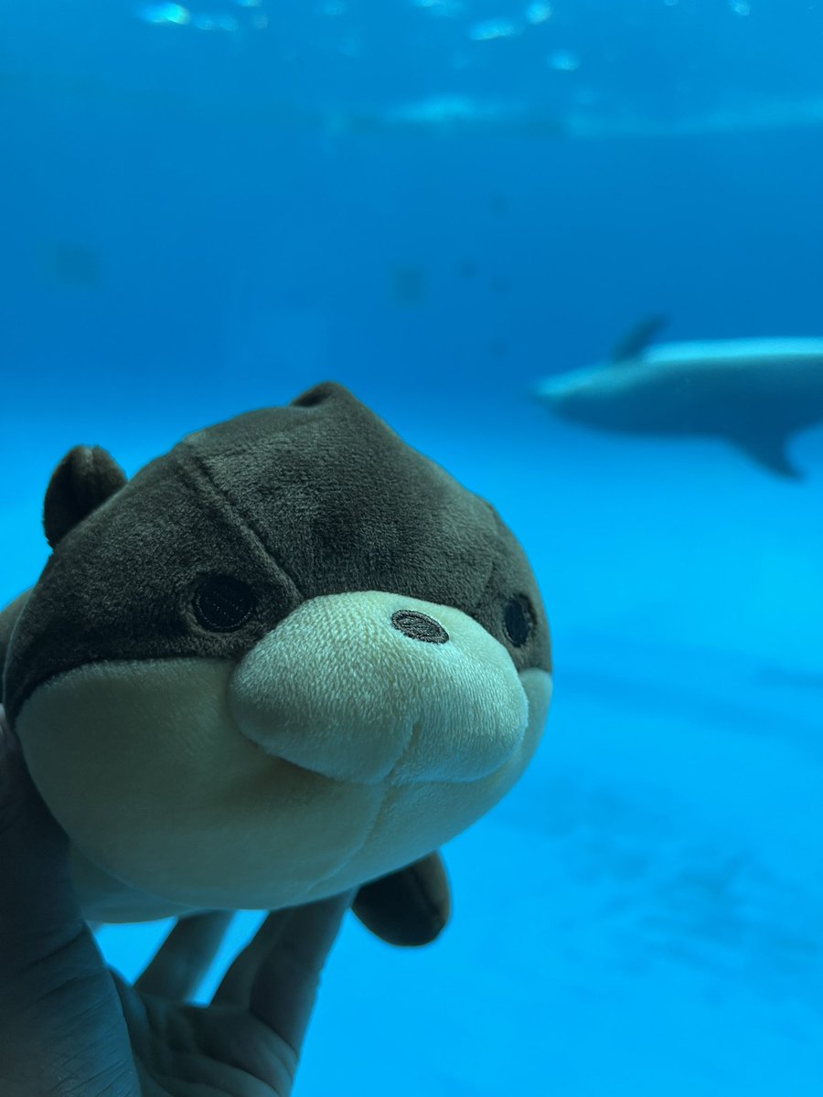 hinademama's tweet photo. カナダカワウソのご飯中にも遭遇😆
かわちすぎてずーっと見てた。
くらげ水槽🪼もリニューアルしててうちゅくちいかったし😍
よくあるお人形クジでカワウソ連れてきた‼️
名ゎ栗太郎🌰頭尖っててん😂
#アクアワールド大洗水族館 https://t.co/SCjz53OgEh