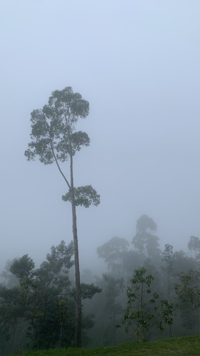 elmanryan's tweet image. abuabu