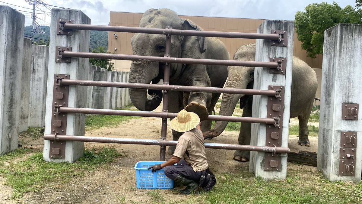 担当者がミリンダとコミュニケーションをとっていると。

#徳山動物園　#スリランカゾウ　#ゾウ　#ミリンダ　#コミュニケーション　#ナマリー　#たたたた　#途中参加