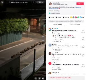 livedoornews's tweet photo. 【不思議】深夜3時の"カピバラパレード"、ブラジルの住宅街でひっそり開催
https://t.co/peQCgmnqQG

動画撮影者によると、真夜中にベッドから飛び起きてバルコニーに向かった愛犬を追うと、そこには多数のカピバラが一列になって行進する"奇妙な光景"が広がっていたという。 https://t.co/E7vi8miLTn