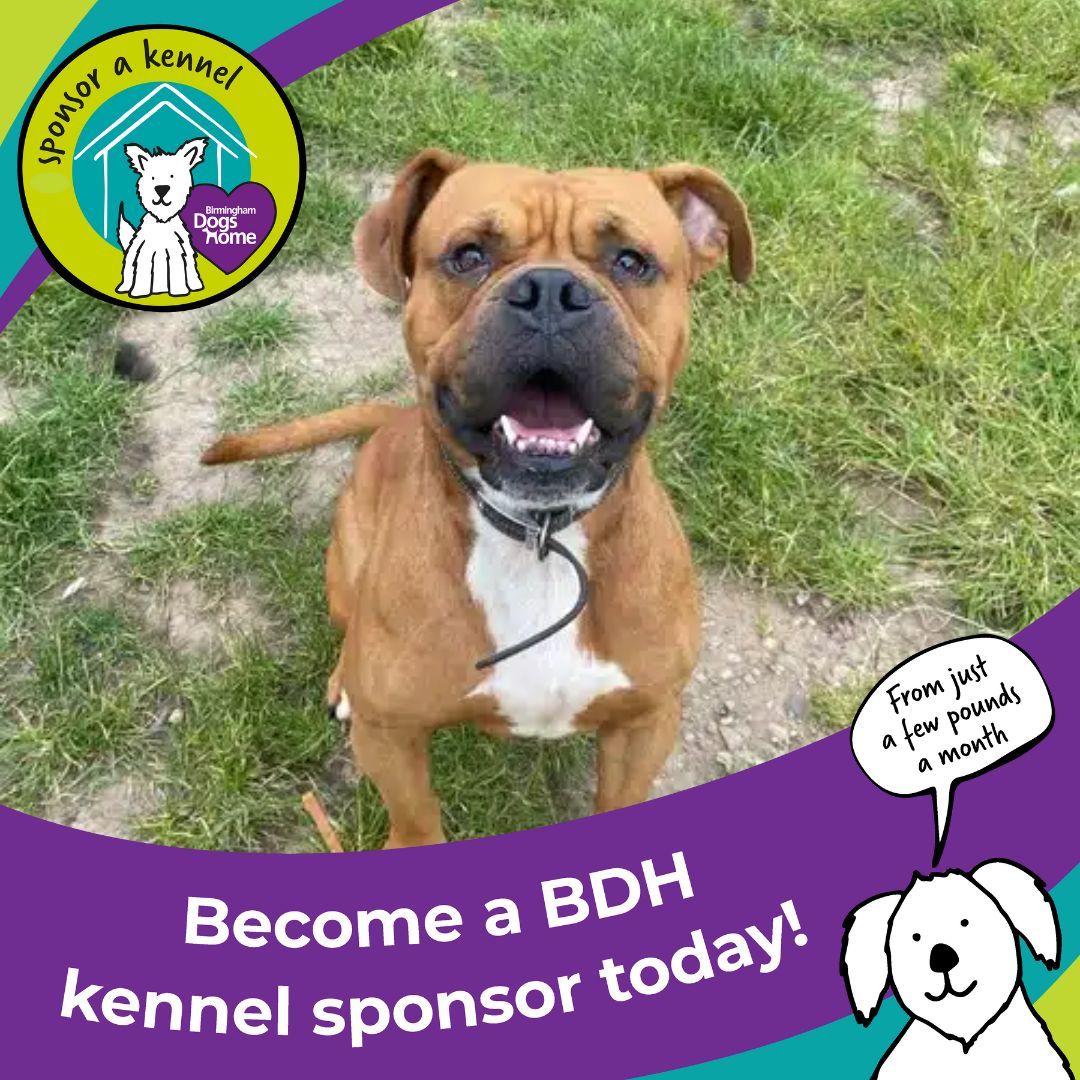 Kennel Sponsor at Birmingham Dogs Home! 🐾
As a sponsor, you will receive regular email updates regarding the dogs you are graciously supporting, just like Odie here!
For further details please visit our website: birminghamdogshome.org.uk/sponsor-a-kenn….
#BirminghamDogsHome