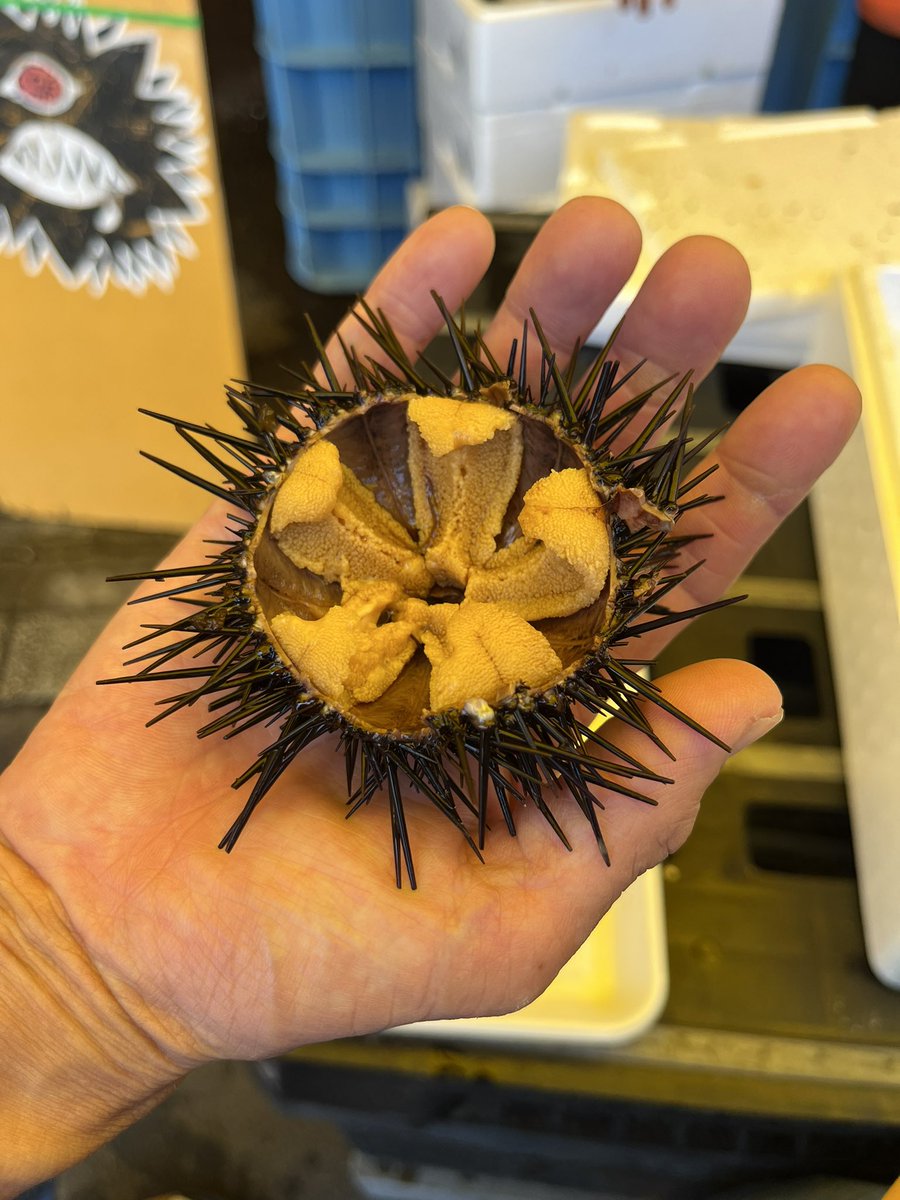 hinademama's tweet photo. そんで水族館から那珂湊で食べ歩きして
エビ🦐の塩焼きやらイカとつぶ貝の浜焼きやら巨大生牡蠣やら生ウニやら
たらふく食べてかねふくの明太パーク行って巨大おにぎりやら明太肉マンやら明太ソフトクリーム食べて笠間の道の駅で常陸牛食べて帰宅。
お腹ぱんちくりんでした。
写真ゎ無い。即喰い派 https://t.co/es5A6SGJ2I