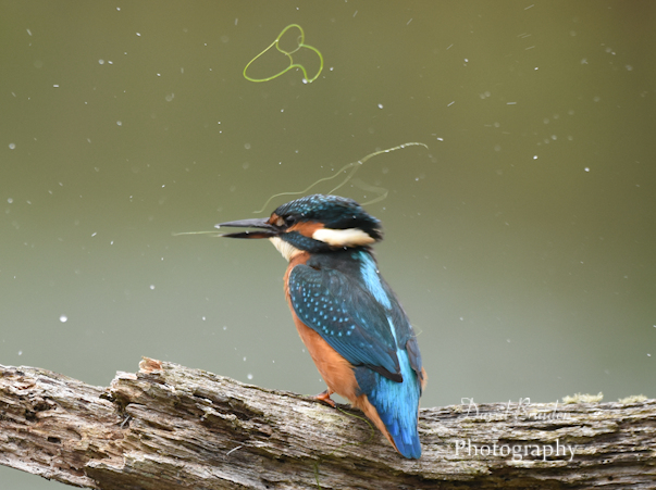 DBraidenPhoto's tweet photo. Reduced crop of a Kingfisher shaking off some string algae.
So is this just a lucky shot or just put it in the recycling bin ?

#Kingfisher #birds #birding #nature #wildlife
#BirdsSeenIn2024 #TwitterNatureCommunity

@WildlifeMag @BirdWatchingMag https://t.co/EnWSNUOlSH