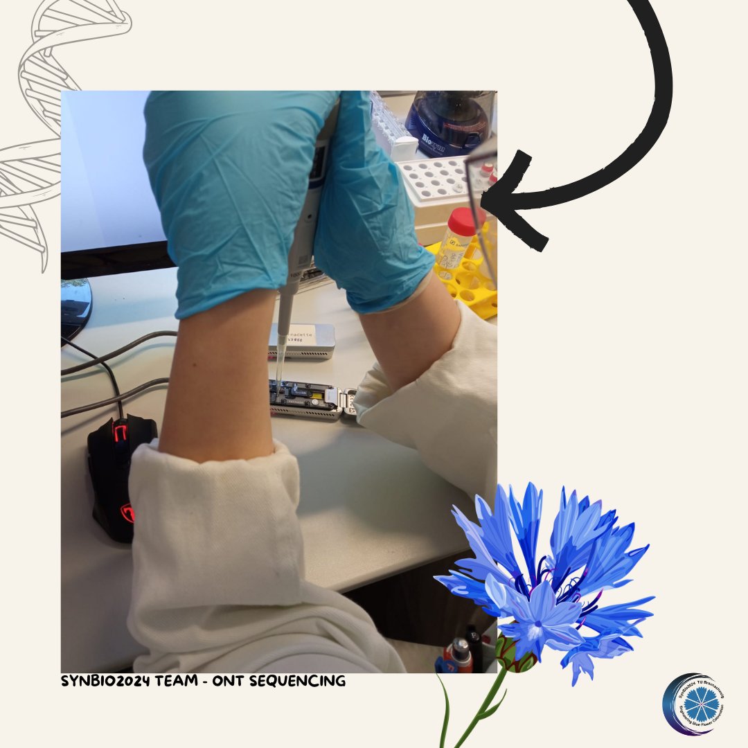 SynBio_24's tweet photo. 🔥ONT Nanopore Sequnecing🔥 

In the last picture you can see us sequencing the genome of the cornflower!👏🌱

#ONT #nanopore #synbio2024 #syntheticbiology #biology #dna #sequencingsaturday #sequencing
#tubraunschweig  @nanopre https://t.co/5WuEIJjHZp