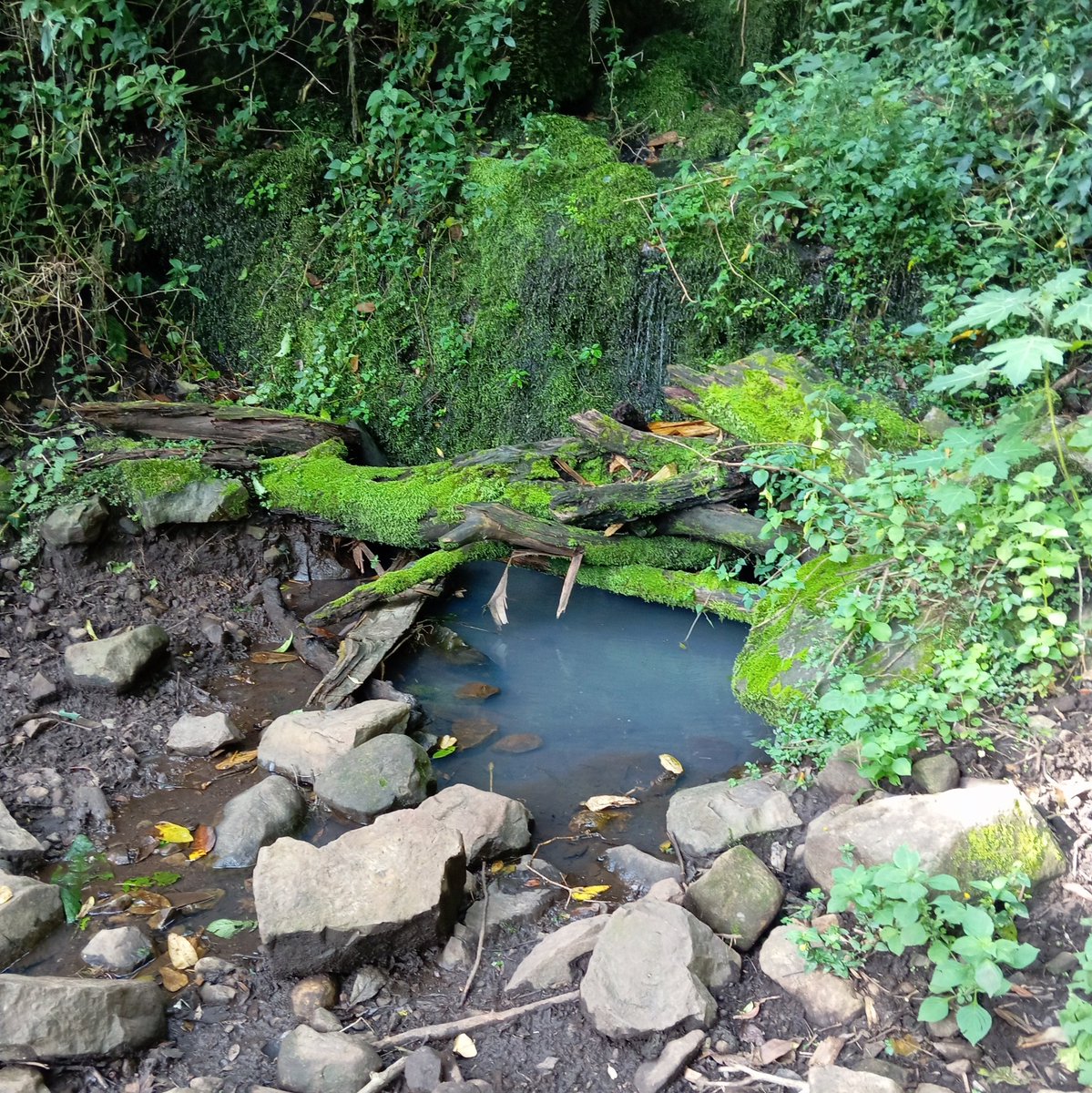 Nature's hidden gem 💧🌲 There's something magical about discovering a serene water spot in the heart of the forest