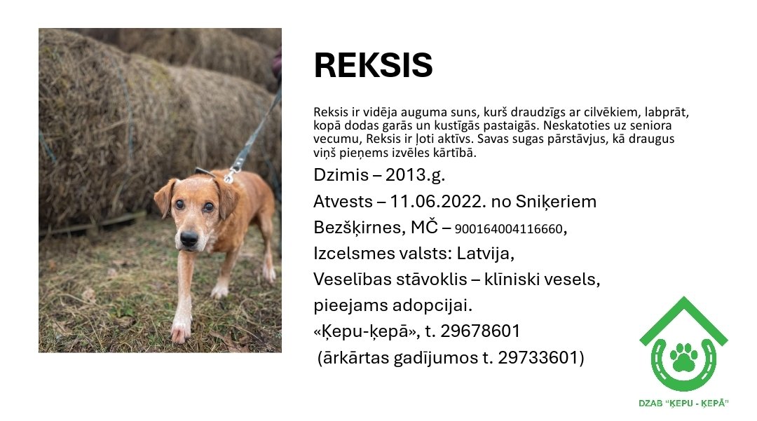 DzabKepa's tweet photo. REKSIS meklē mājas 🐶💜
📞 29678601 🔮🐶🏡
#Reksis #seniors #dog #rescue #saveanimals #ķepuķepā #Ķepas #Kepa #animalshelter #dzīvniekupatversme #atbalstaSofifonds https://t.co/oZhYtYBkNb