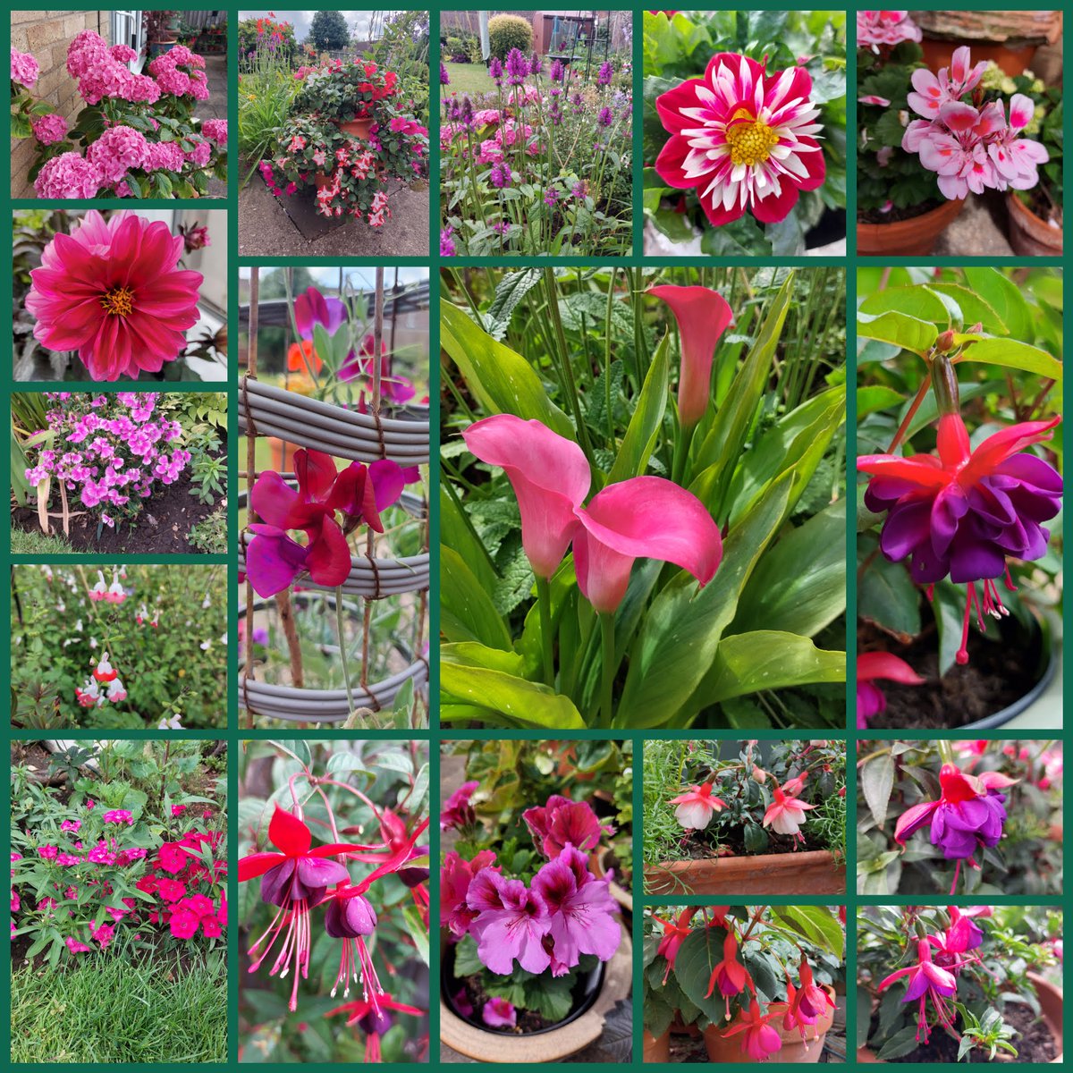 Lots of pink and purple in the garden #GoodNewsSaturday