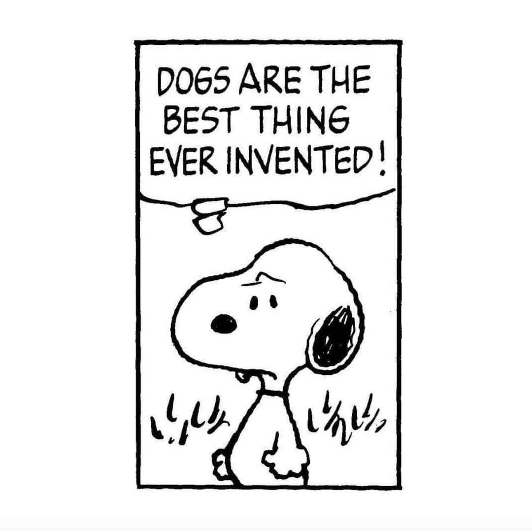 HWAHSeniorPets's tweet photo. #SaturdayStarter #HWAH https://t.co/mfvNHL9IjZ