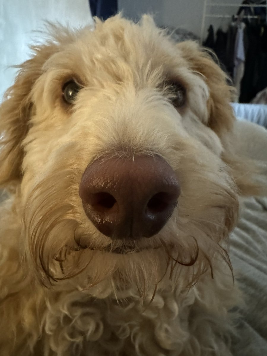 If anyone needs a nose boop to cheer them up, here you are. He is 9 months old today #fergusthedoodle