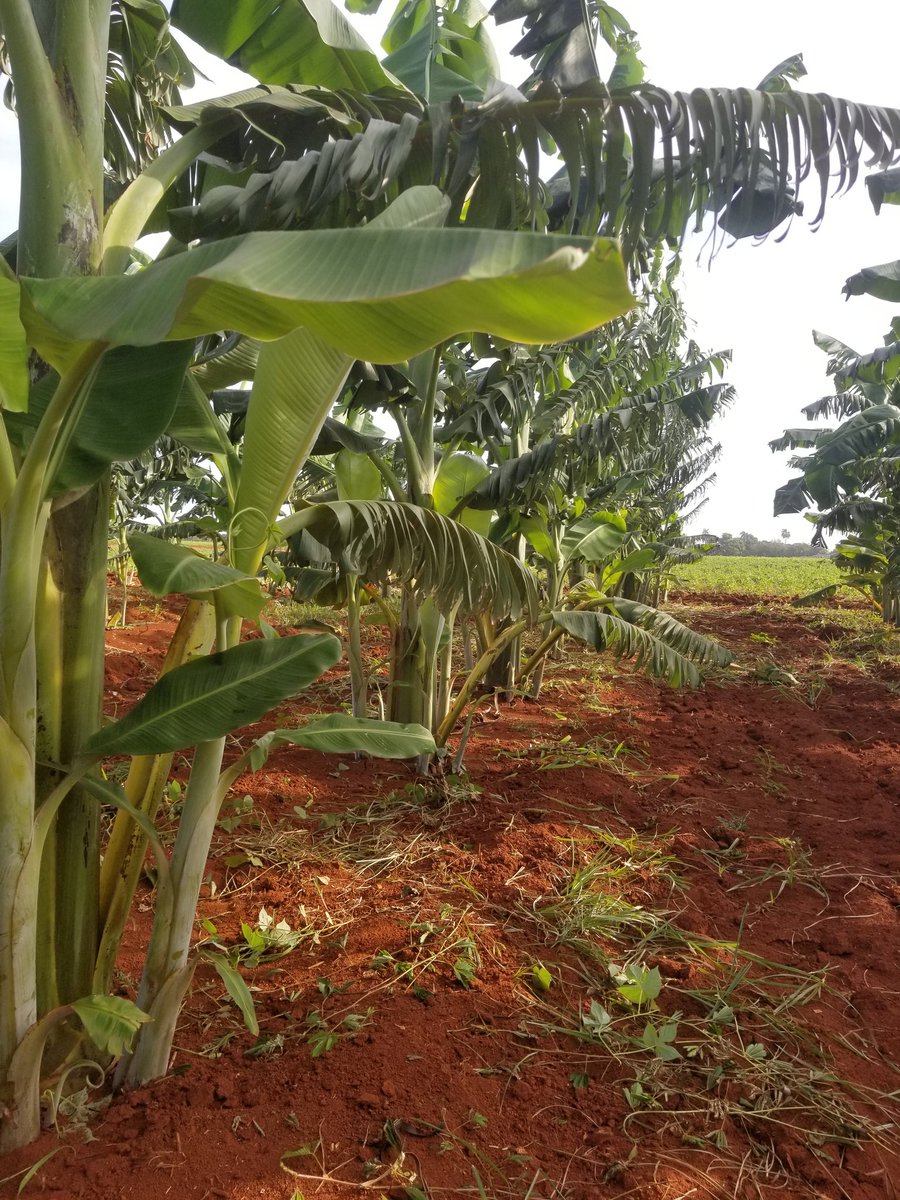 Hoy desde el surco, trabajar y producir  alimentos, #UnidosXCuba,  junto a #GenteQueSuma en #CubaModoVerano y en  #CubaEnModoVictoria
#YoSigoAMiPresidente 
<a href="/DiazCanelB/">Miguel Díaz-Canel Bermúdez</a> <a href="/PartidoPCC/">Partido Comunista de Cuba</a> <a href="/DrRobertoMOjeda/">Dr. Roberto Morales Ojeda</a> <a href="/EVilluendasC/">Enrique Villuendas</a> <a href="/AlmaguerPerdomo/">Emilio Almaguer Perdomo</a>