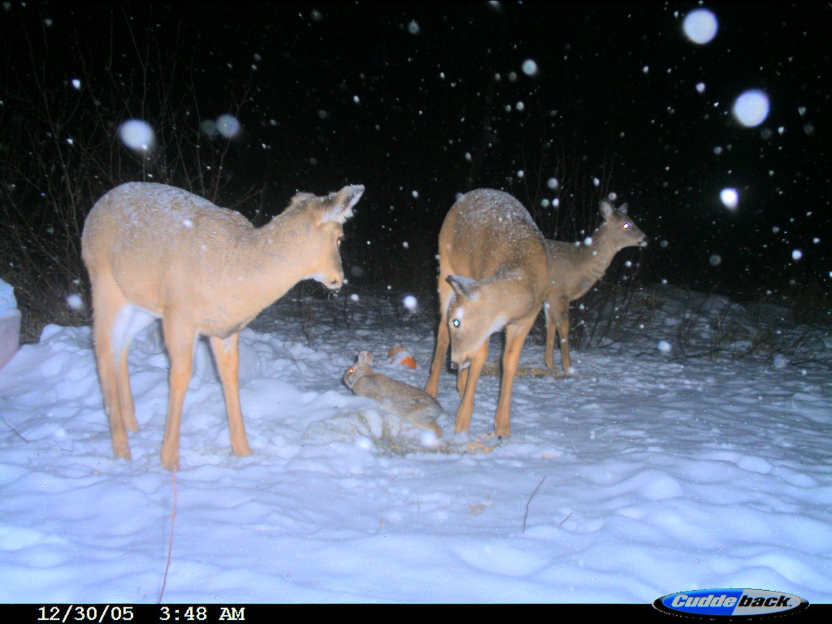 Trail_Cams's tweet photo. https://t.co/gQjMDkmnjF