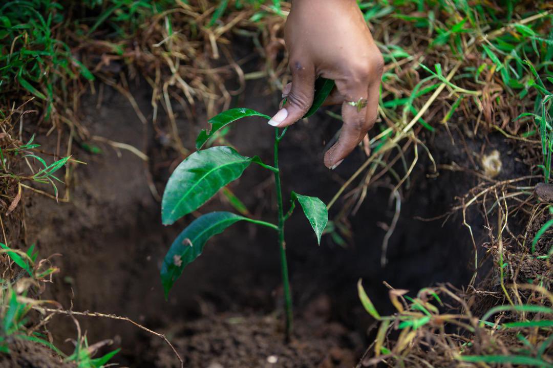 Rotaract Kwanza UDSM tweet media