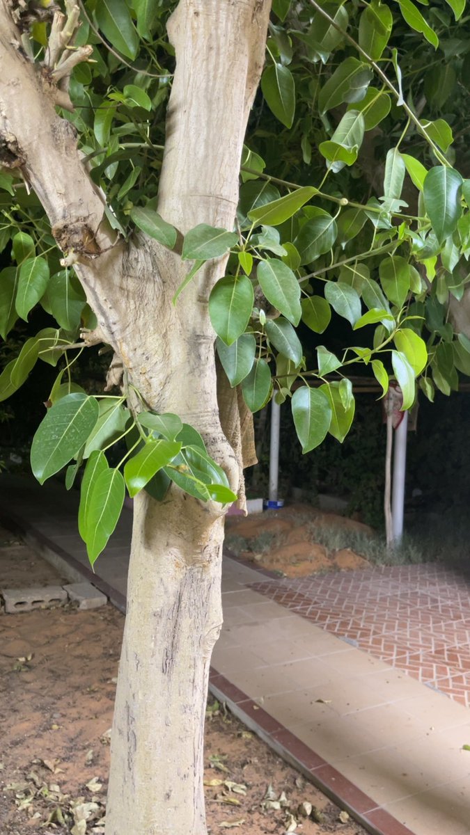 zain_129's tweet photo. الشجر يجمّل ويزيّن المكان 🥺💚💚💚💚💚'. https://t.co/2GPpg1XEMa