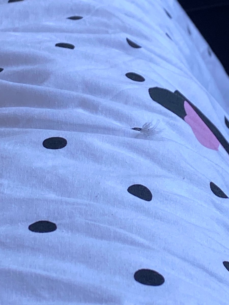 Awareness4Kody's tweet photo. 24/6/2024
Just sitting in my room, on my bed & a little white feather flies in the window ๐
#SignsFromHeaven https://t.co/QJvo6SQMdu