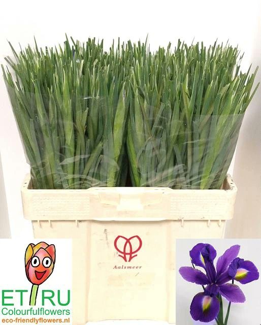 Vanaf komende week hebben we zwaardere irissen in aanbod, namelijk Iris Hong Kong  van 37 gram en Iris Blue Magic van 43 gram zwaar. 💪 Wij voeren al onze irissen onder de orginele naam  aan via <a href="/FloraHolland/">Royal FloraHolland</a>  Aalsmeer.   🇳🇱