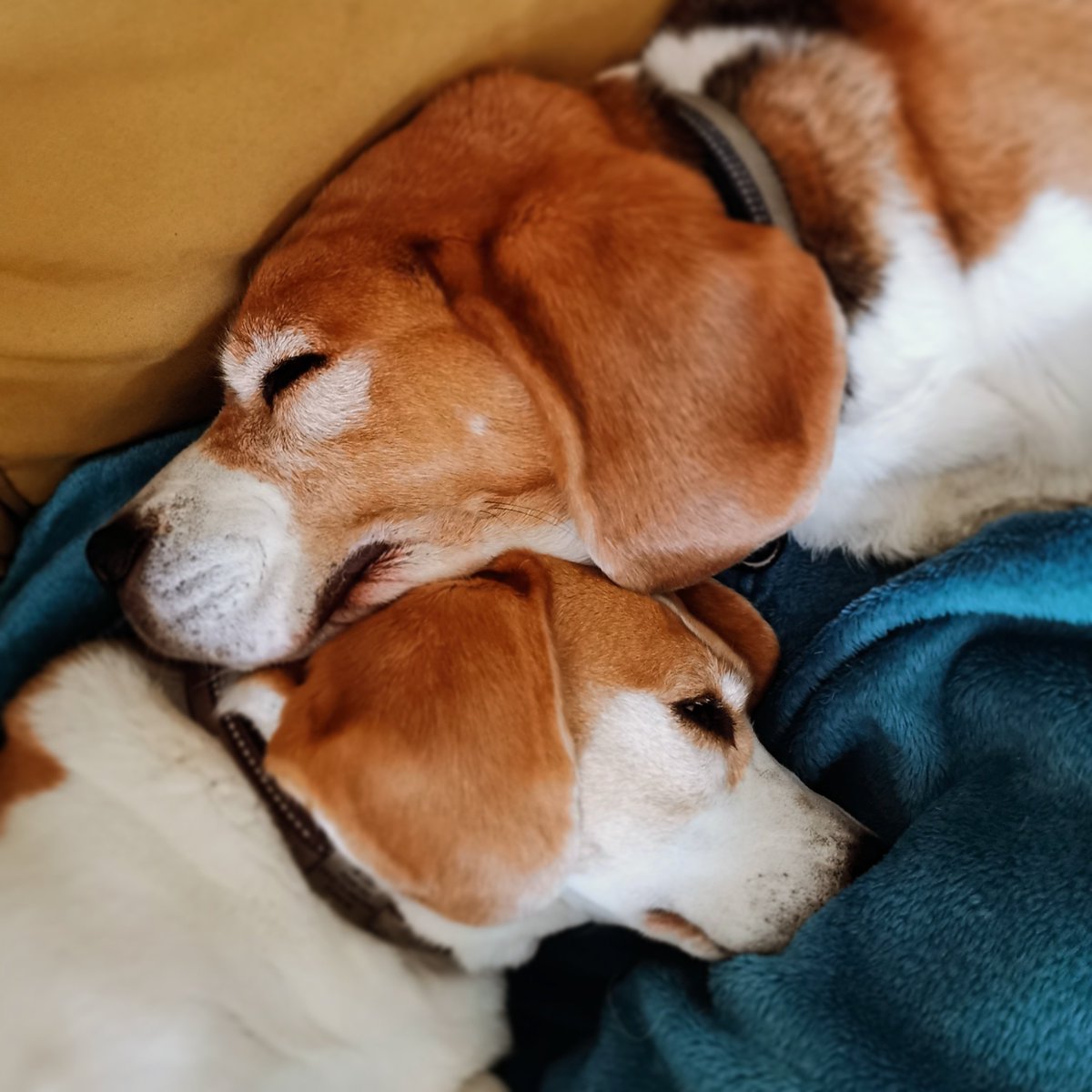 🐕 Saturday sofa snuggles with Pablo 🐶

#dogslife #beagles #dogstagram #dogsofinstagram #dogoftheday #BeaglesOfScotland #SaturdayVibes