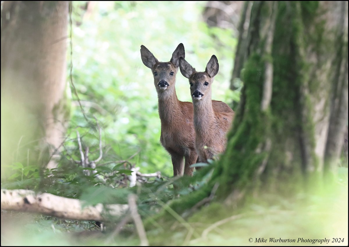 Mike Warburton (@_mikewarburton) on Twitter photo Great result from a first time recce at a new #RoeDeer site this morning. #Wales #wildlife #nature #Roe #Deer <a href="/CanonUKandIE/">Canon UK and Ireland</a> <a href="/BBCSpringwatch/">BBC Springwatch</a> <a href="/WildlifeMag/">BBC Wildlife</a> <a href="/NatGeoUK/">National Geographic UK</a> <a href="/WildlifeTrusts/">The Wildlife Trusts</a> <a href="/BannauB/">Bannau Brycheiniog (Brecon Beacons) National Park</a> #BreconBeacons #wildlifephotography #rut Great result from a first time recce at a new #RoeDeer site this morning. #Wales #wildlife #nature #Roe #Deer <a href="/CanonUKandIE/">Canon UK and Ireland</a> <a href="/BBCSpringwatch/">BBC Springwatch</a> <a href="/WildlifeMag/">BBC Wildlife</a> <a href="/NatGeoUK/">National Geographic UK</a> <a href="/WildlifeTrusts/">The Wildlife Trusts</a> <a href="/BannauB/">Bannau Brycheiniog (Brecon Beacons) National Park</a> #BreconBeacons #wildlifephotography #rut
