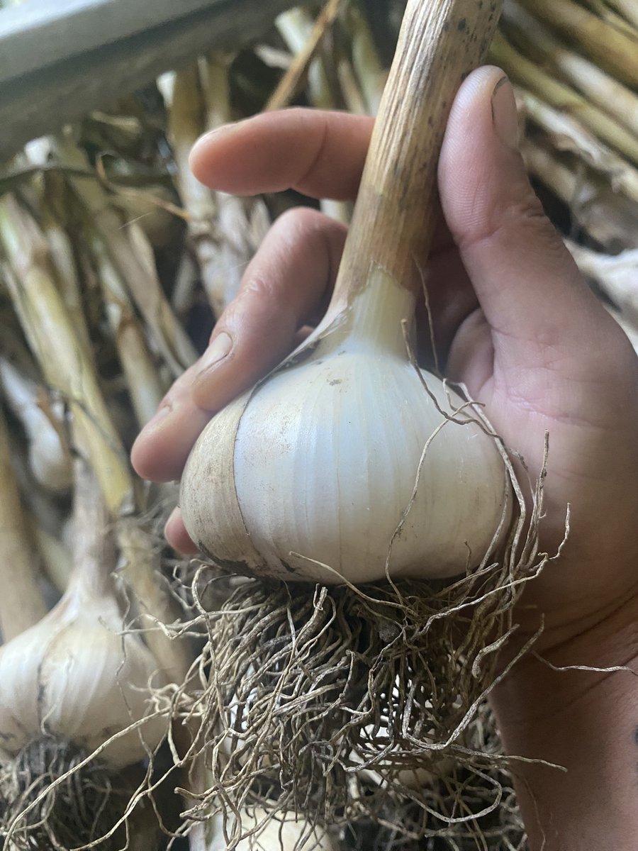 TashasTable's tweet photo. I like big bulbs and I cannot lie 😂 https://t.co/5uec65LEMc