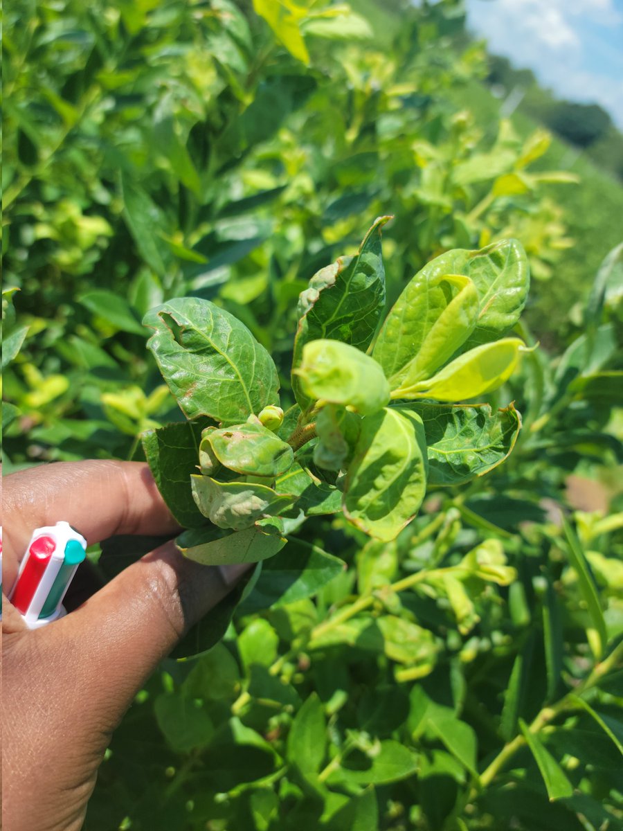 I have successfully completed my 2024 field research

I had FOUR field trials: efficacy (12 pesticides), susceptibility (6 🫐 cultivars), chemical ecology (semiochemicals), and monitoring (traps). I woke up very early, took breakfast on the move, drove to the field 3-4 times a
