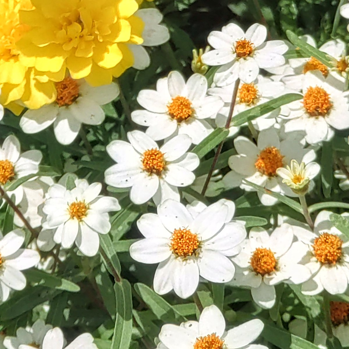 #Photograph
可愛らしい花☘️