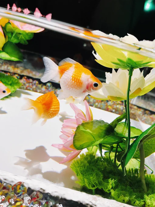 綺麗だったなぁ… 