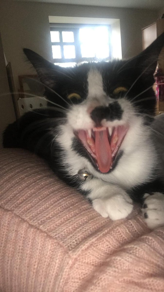 MrsBigNick's tweet photo. @RolfatWarwick TILLY ❤️🦁🦁🦁🏴󠁧󠁢󠁥󠁮󠁧󠁿  #CatsRoarForEngland https://t.co/NJYUGebBIa