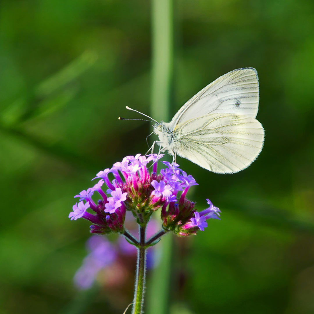 the_kithkin's tweet photo. It's The #BigButterflyCount (July 12 - August 4)!

This nationwide citizen science survey is hugely important, not just for butterflies but for the wider environment and biodiversity in general.
> ID guide and all the details at @savebutterflies ♡

Pic: Andy Kennedy / Unsplash https://t.co/QzH7EWO55O