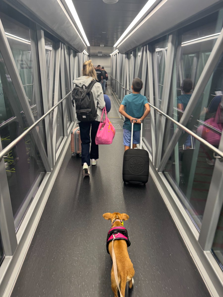 or frenkel tweet media