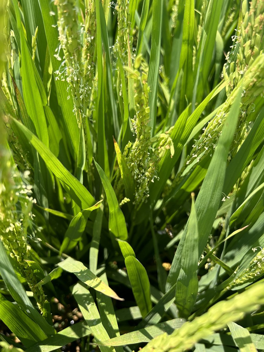Poultry Litter <a href="/ARDiscoveryFarm/">Arkansas Discovery Farms</a> has started pollinating, and honey bees from a nearby hive are busy working this morning. #bees #rice #pollination field was not at the threshold to spray for Rice Stink Bugs. This variety is DG263L. Overall uniformed heading is proving beneficial.
