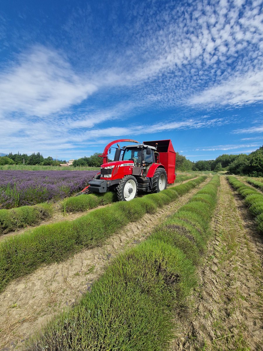 DPasserelles's tweet image. Récolte du Lavandin Grosso pour la distillation ! 💚

Notre boutique en ligne :
distillerielespasserelles.com 💫