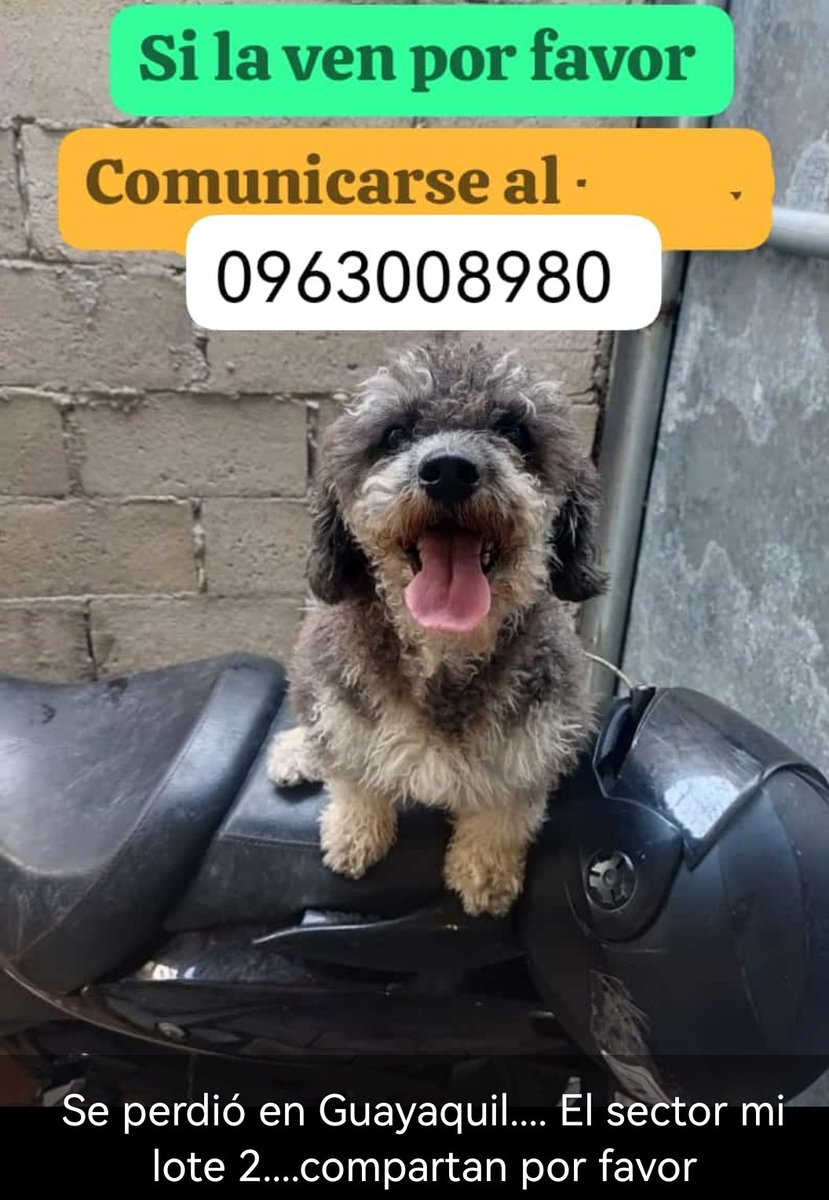 AlertaMePerdi's tweet photo. #PERDIDA #GUAYAQUIL
Nombre: #NAMY
Fecha: 11/07/24
Sector: Norte, Mi Lote 2
Sexo: Hembra
Raza: French
Obsv.: Color gris con blanco, hocico, patas delanteras y traseras blancas
Contacto: 0963008980 
¡Ayúdala a volver con su familia!
#AlertaMePerdí https://t.co/yZYMik6r33