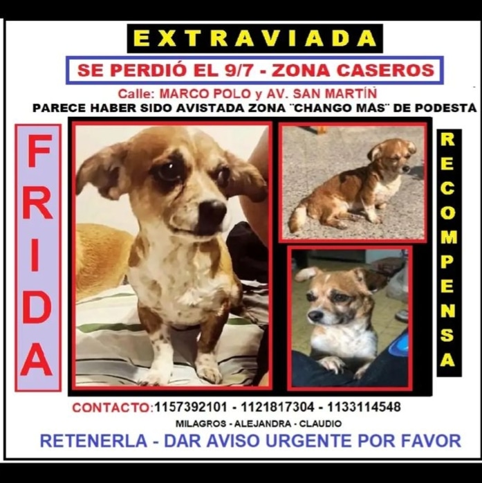 CamiRomeroN's tweet photo. Seguimos buscando a Frida se perdió el 9/7 en #Caseros y fue por última vez en #PabloPodesta por favor ayúdanos con un RT https://t.co/9sUdqRrqxK