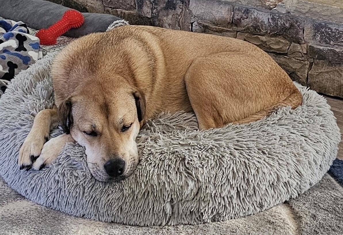 cguthrie2's tweet photo. @LizVassey These two ❤🐾 https://t.co/KoaTmjwGLd