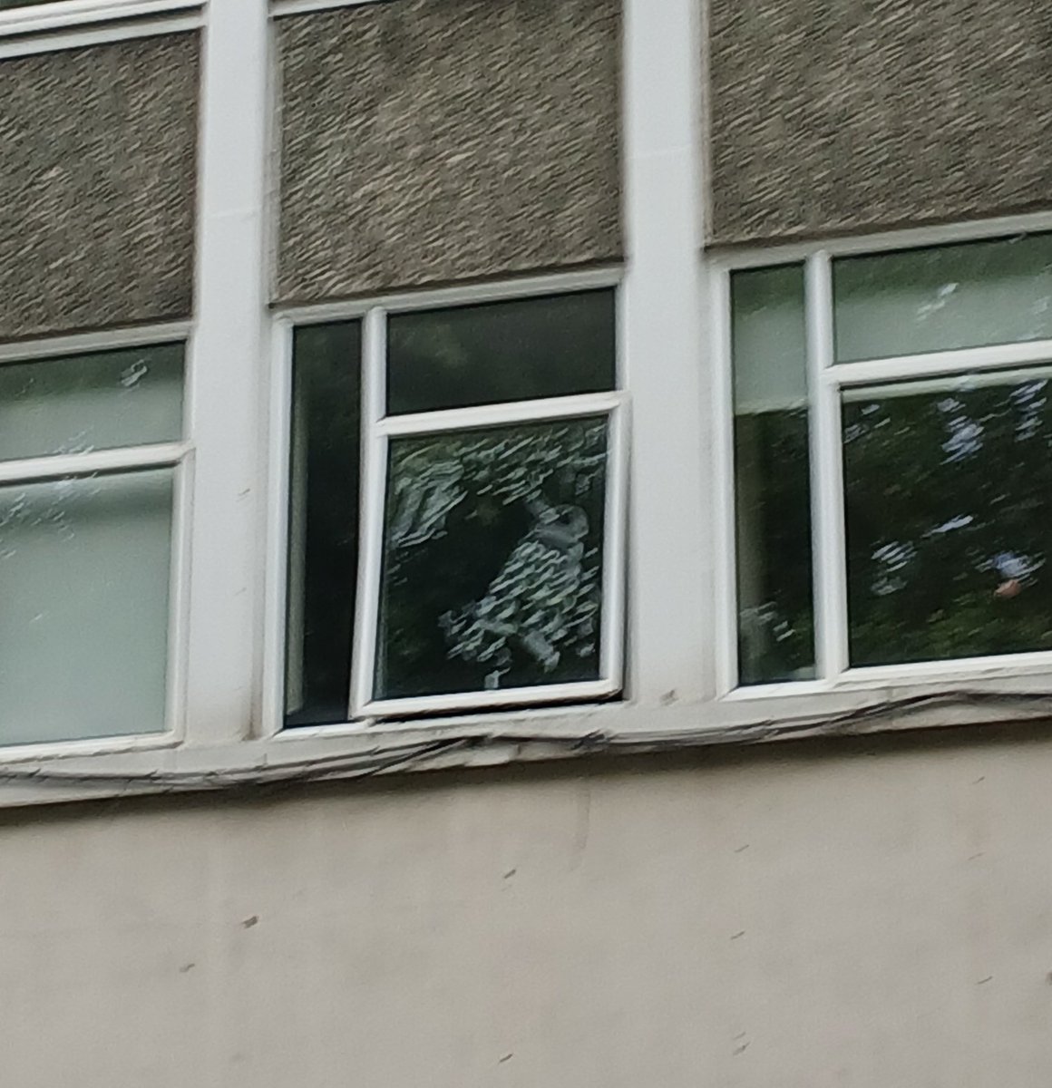 pregriever's tweet photo. This art i saw on the window of these flats makes me think of capaldi https://t.co/vbEdMpv6bo