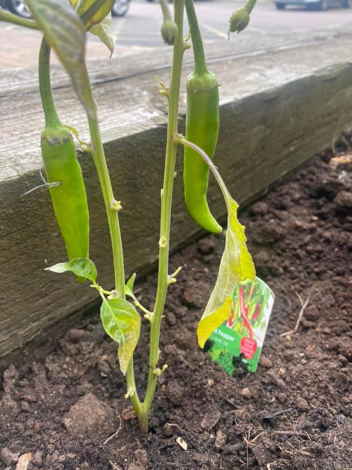 Nelson_Lodge's tweet photo. Thank you to our lovely Ann who repotted our tomato and chilli pepper plants today, that we were so kindly gifted 🍅 🌶️
We also checked how tall the sunflowers were 🌻 https://t.co/Rh4ZuRZhMX